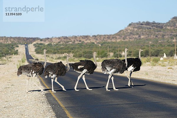 Afrikanische Strauße (struthio camelus)  Überquerung der Straße C41  Namibia  Afrika