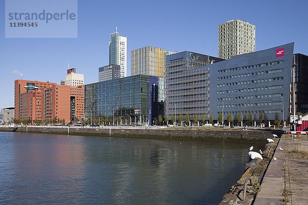 Moderne Wohnhäuser und Bürogebäude  Kop van Zuid  Rotterdam  Holland  Niederlande