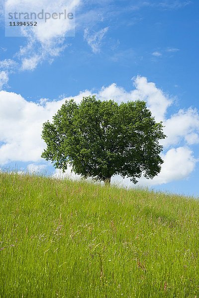 Einsame Stieleiche (Quercus robur) in einer Frühlingswiese  Thüringen  Deutschland  Europa