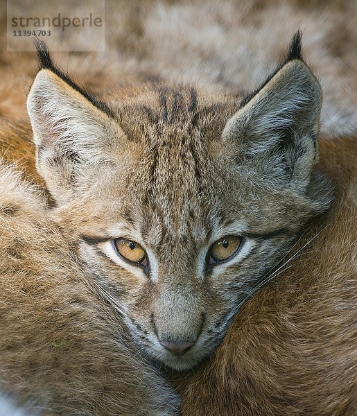 Luchs (Lynx lynx)  junger Luchs schmiegt sich an seine Mutter  Bayern  Deutschland  Europa
