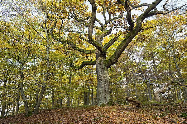 Knorrige Eiche (Quercus) im Herbst  Nationalpark Kellerwald-Edersee  Hessen  Deutschland  Europa