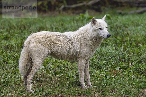 Arktischer Wolf (Canis lupus arctos)  in Gefangenschaft