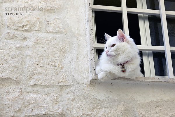 Weiße Katze im Fenster  weiße Stadt Ostuni  Città Bianca  Brindisi  Apulien  Italien  Europa