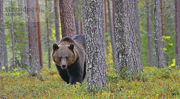 Braunbär (Ursus arctos) im Wald  Herbst  Kuhmo  Kainuu  Finnland  Europa