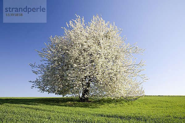 Wildkirsche  auch Süßkirsche oder Gean (Prunus avium) im Feld  weiße Blüte  Solitärbaum  Sachsen  Deutschland  Europa