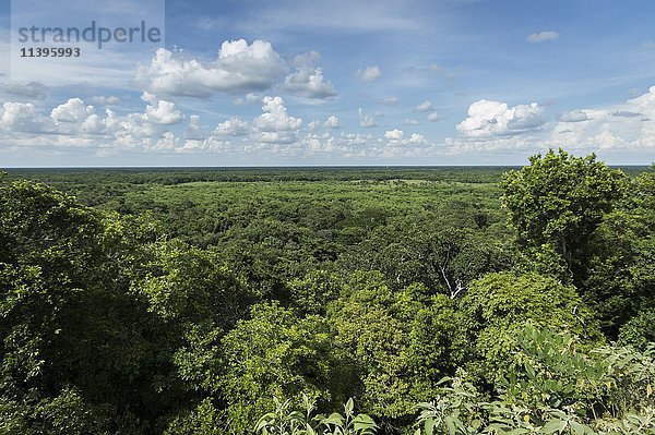 Blick auf den Dschungel von der Spitze von Ek Balam  alte Maya-Ruine  Yucatan  Mexiko  Mittelamerika