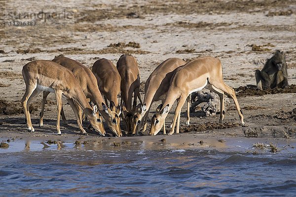 Impala (Aepyceros melampus)  Herde beim Wassertrinken  Chobe-Fluss  Chobe-Nationalpark  Botsuana  Afrika