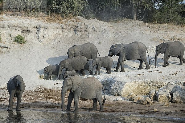 Afrikanische Buschelefanten (Loxodonta africana)  Herde am Chobe-Fluss  Chobe-Nationalpark  Botsuana  Afrika
