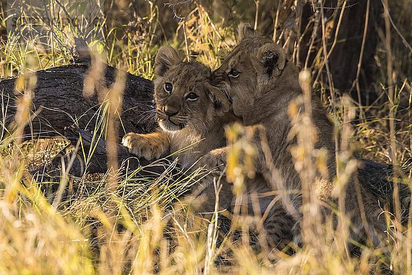 Spielende Löwenjunge (Panthera leo)  Chobe-Nationalpark  Botsuana  Afrika