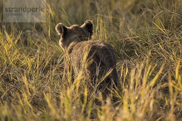 Löwe (Panthera leo)  Jungtier im Gras von hinten  Chobe National Park  Botswana  Afrika