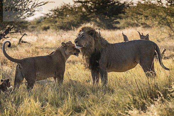 Löwen (Panthera leo)  Paar  Chobe-Nationalpark  Botsuana  Afrika