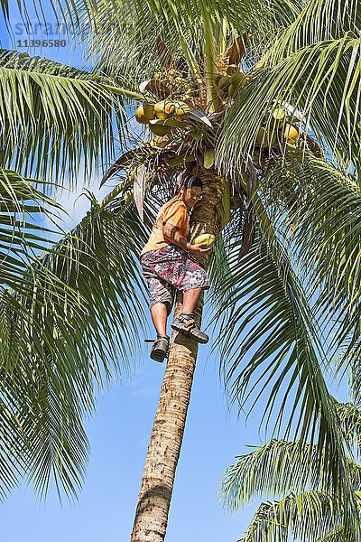 Junger Mann bei der Kokosnussernte  Raiatea  Südpazifik  Französisch-Polynesien  Ozeanien