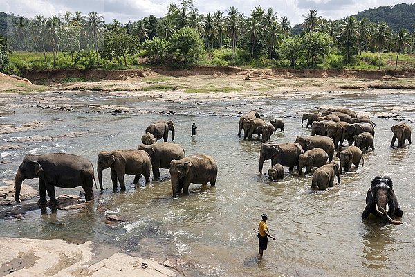 Asiatische Elefanten (Elephas maximus)  Herde beim Baden im Fluss Maha Oya  Pfleger oder Mahouts in der Nähe  Pinnawala Elephants Orphanage  Pinnawala  Zentralprovinz  Sri Lanka  Asien