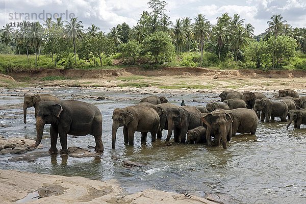 Asiatische Elefanten (Elephas maximus)  Herde beim Baden im Fluss Maha Oya  Pinnawala Elephants Orphanage  Pinnawala  Zentralprovinz  Sri Lanka  Asien