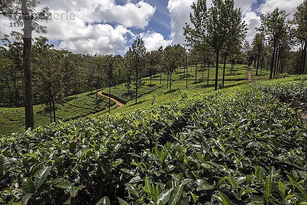 Teepflanzen (Camellia sinensis)  Hochlandanbau  Glenloch Tea Factory  Thawalanthenna  Zentralprovinz  Sri Lanka  Asien
