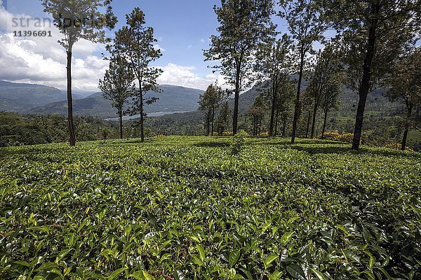 Teepflanzen (Camellia sinensis)  Hochlandanbau  Glenloch Tea Factory  Thawalanthenna  Zentralprovinz  Sri Lanka  Asien
