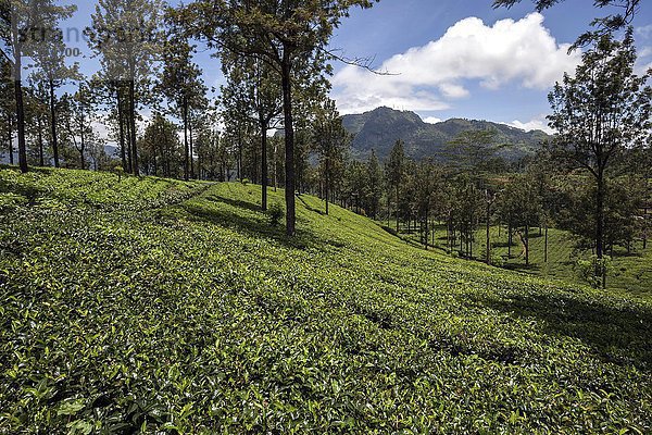 Teepflanzen (Camellia sinensis)  Hochlandanbau  Glenloch Tea Factory  Thawalanthenna  Zentralprovinz  Sri Lanka  Asien