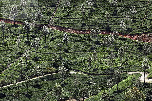 Teepflanzen (Camellia sinensis)  Hochlandanbau  Haputale  Zentralprovinz  Sri Lanka  Asien