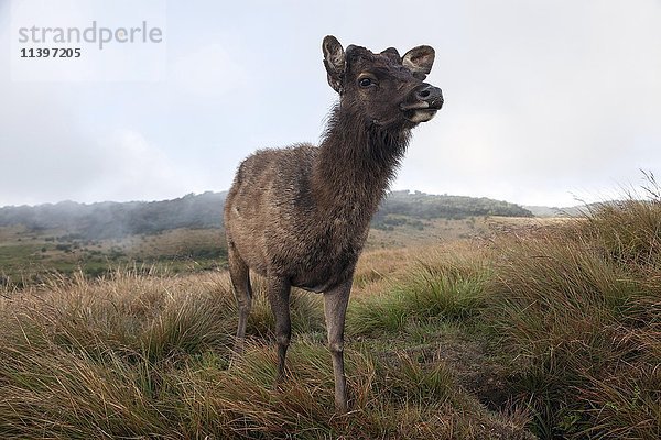 Sambarhirsch (Cervus unicolor)  weiblich  Horton Plains National Park  Zentralprovinz  Sri Lanka  Asien