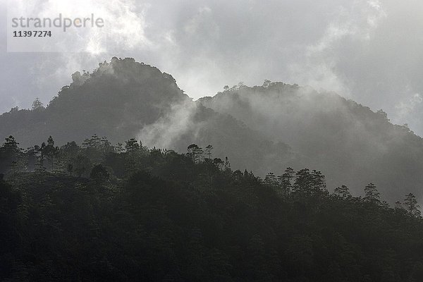 Vegetationsbedeckte Berge  in Wolken gehüllt  Sinharaja Forest Reserve  Sri Lanka  Asien