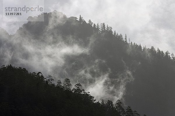 Berge  bedeckt mit Vegetation  in Wolken gehüllt  Sinharaja Forest Reserve  Sri Lanka  Asien