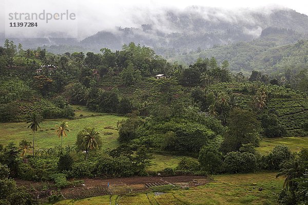 Landschaft und Vegetation  Sinharaja Forest Reserve  Sri Lanka  Asien