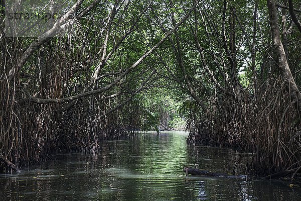 Mangrovenwald  Flussarm des Bentota Ganga  Bentota  Westliche Provinz  Sri Lanka  Asien