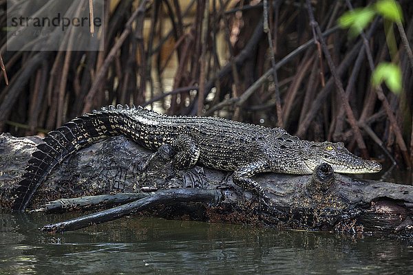 Salzwasserkrokodil (Crocodylus porosus)  liegend auf einem Baumstamm in einem Mangrovenwald  Nebenfluss des Bentota Ganga  Bentota  Westliche Provinz  Sri Lanka  Asien