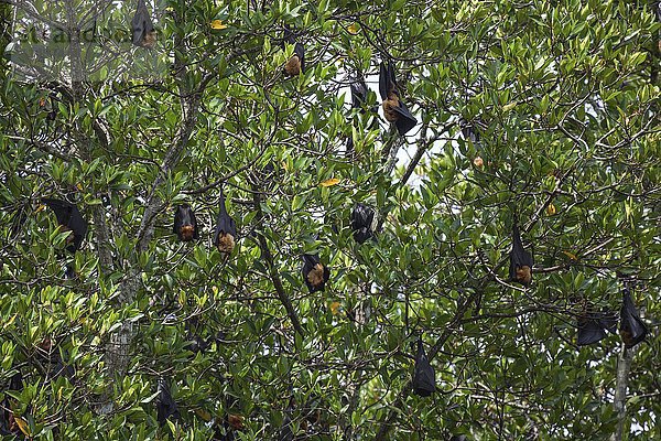 Indische Flughunde oder Große Indische Flughunde (Pteropus giganteus) in Mangrovenbäumen hängend  Nebenfluss  Bentota Ganga  Bentota  Westprovinz  Sri Lanka  Asien