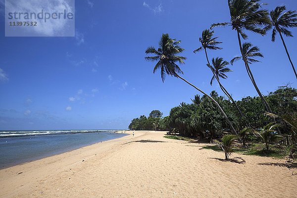 Langer Sandstrand mit Palmen  Beruwela  Westprovinz  Sri Lanka  Asien