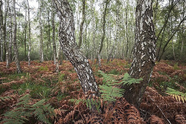 Moorbirken (Betula pubescens)  Birkenbruchwald  herbstlich verfärbte Farne  Naturschutzgebiet Steinhude  Niedersachsen  Deutschland  Europa