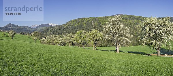 Reihe von blühenden Birnbäumen  Schneeberg  Miesenbach  Niederösterreich  Österreich  Europa