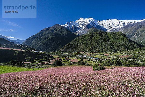 Landwirtschaftliche Landschaft mit dem schneebedeckten Berg Annapurna 2  rosa blühende Buchweizenfelder  Oberes Marsyangdi-Tal  Oberer Pisang  Bezirk Manang  Nepal  Asien