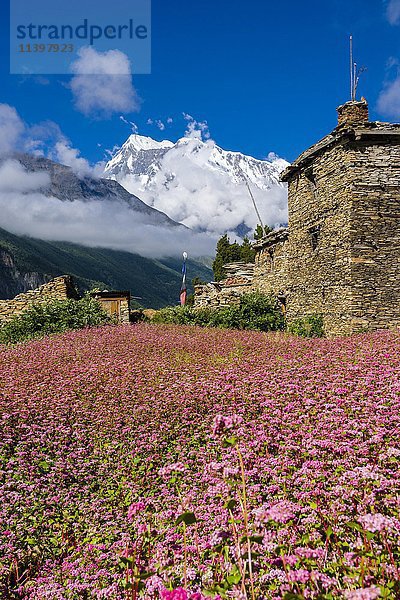 Bauernhaus mit rosa blühenden Buchweizenfeldern  oberes Marsyangdi-Tal  Berg Annapurna 3 in der Ferne  Ghyaru  Bezirk Manang  Nepal  Asien