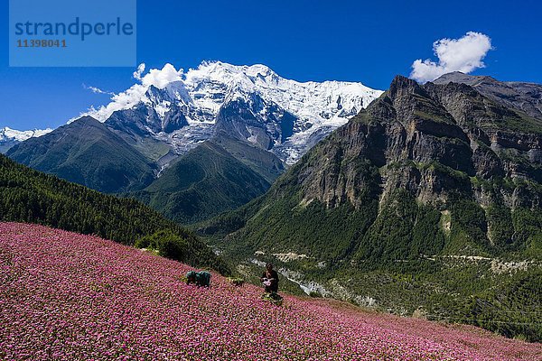 Bauernhaus mit rosa blühenden Buchweizenfeldern  oberes Marsyangdi-Tal  Berg Annapurna 2 in der Ferne  Ghyaru  Bezirk Manang  Nepal  Asien