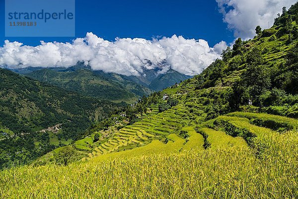 Landwirtschaftliche Landschaft  grüne Reisterrassen und Gerstenfelder im oberen Modi Khola Tal  Annapurna Berge mit Schnee in der Ferne  Landruk  Kaski Distrikt  Nepal  Asien