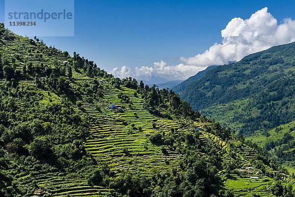 Landwirtschaftliche Landschaft  grüne Reisterrassen und Gerstenfelder  Bauernhäuser im oberen Modi Khola-Tal  Landruk  Distrikt Kaski  Nepal  Asien