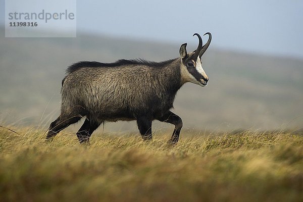 Gämse (Rupicapra rupicapra) auf einer Bergwiese  Vogesen  Hohneck  Frankreich  Europa