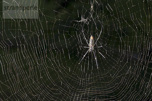 Goldener Seidenspinner (Nephila)  in seinem Spinnennetz hängend  Pame  Bezirk Kaski  Nepal  Asien