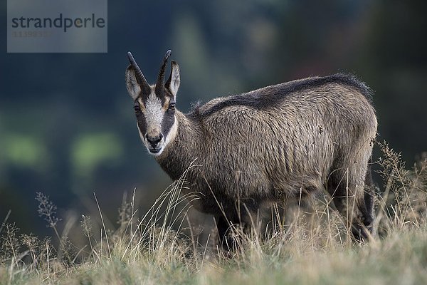 Gämse (Rupicapra rupicapra) auf einer Bergwiese  Vogesen  Hohneck  Frankreich  Europa