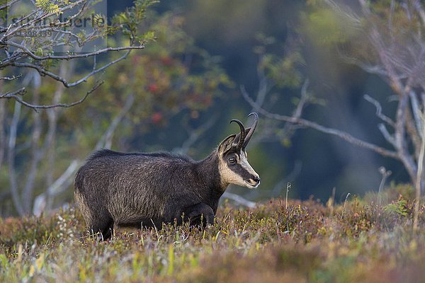 Gämse (Rupicapra rupicapra)  Vogesen  Hohneck  Frankreich  Europa