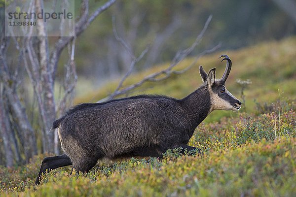 Gämse (Rupicapra rupicapra)  Vogesen  Hohneck  Frankreich  Europa