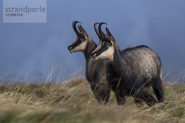 Gämse (Rupicapra rupicapra) auf einer Bergwiese  Vogesen  Hohneck  Frankreich  Europa