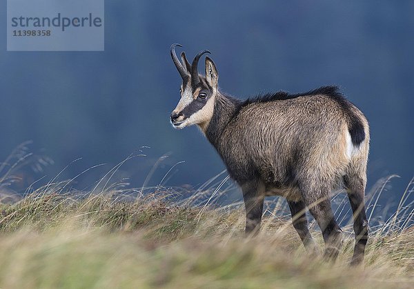 Gämse (Rupicapra rupicapra) auf einer Bergwiese  Vogesen  Hohneck  Frankreich  Europa