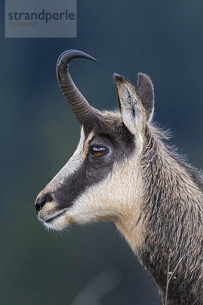 Gämse (Rupicapra rupicapra)  Porträt  Vogesen  Hohneck  Frankreich  Europa