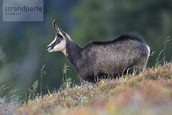 Gämse (Rupicapra rupicapra) auf einer Bergwiese  Vogesen  Hohneck  Frankreich  Europa