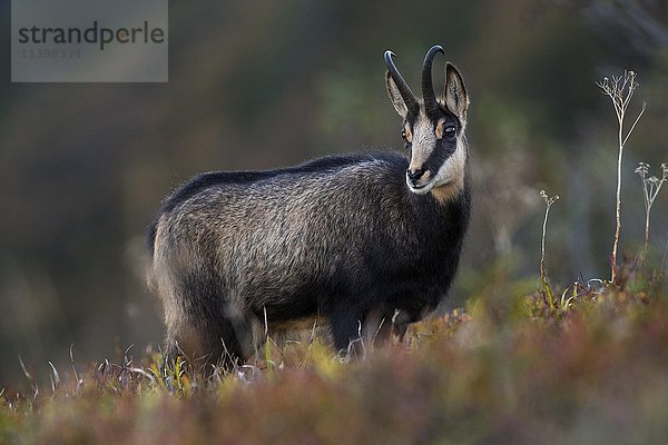 Gämse (Rupicapra rupicapra) auf einer Bergwiese  Vogesen  Hohneck  Frankreich  Europa