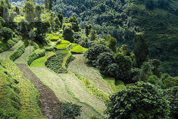 Landwirtschaftliche Landschaft  grüne Reisterrassen und Gemüsefelder  umgeben von Bäumen  oberes Modi Khola-Tal  Landruk  Bezirk Kaski  Nepal  Asien