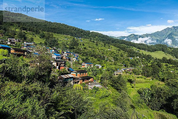 Häuser in einer Agrarlandschaft mit grünen Terrassenreisfeldern  Chitre  Oberes Kali-Gandaki-Tal  Bezirk Myagdi  Nepal  Asien