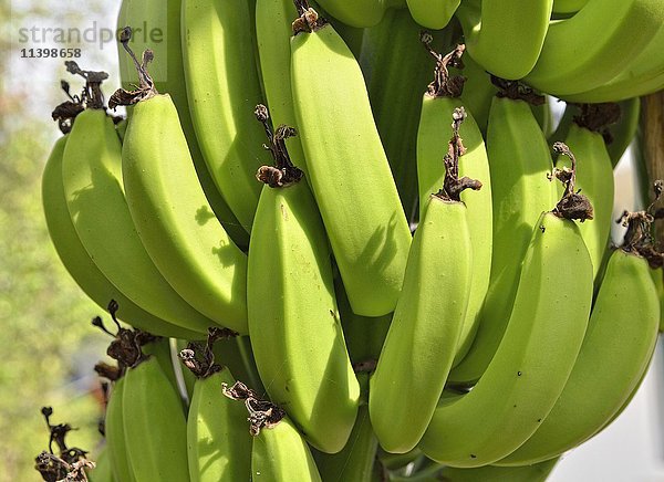 Bananen (Musa sp.)  Apazapan  Veracruz  Mexiko  Mittelamerika